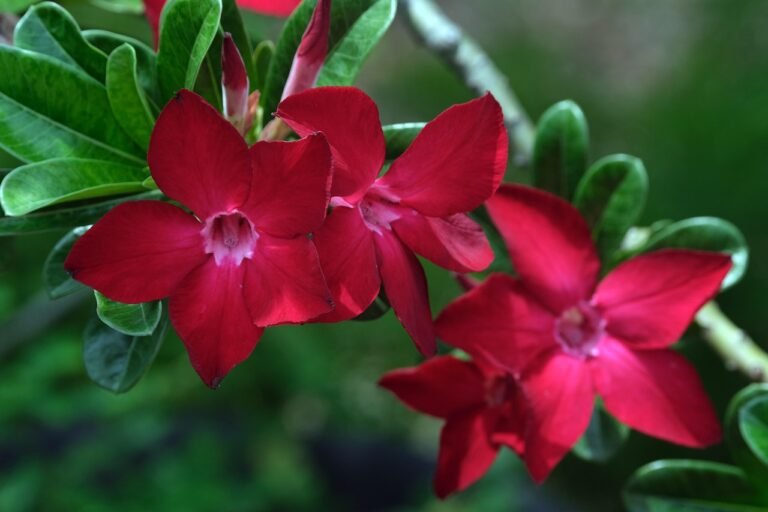 adenium-6776030_1280