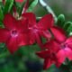 adenium-6776030_1280