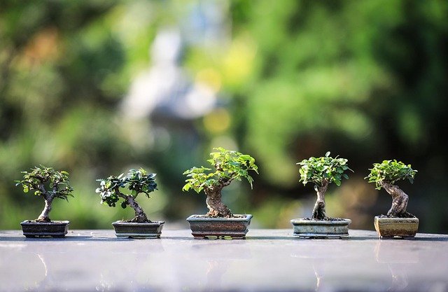 bonsai-4634225_640