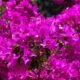 bougainvillea-384974_640