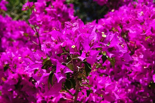 bougainvillea-384974_640
