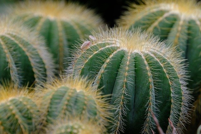cactus-8384331_640