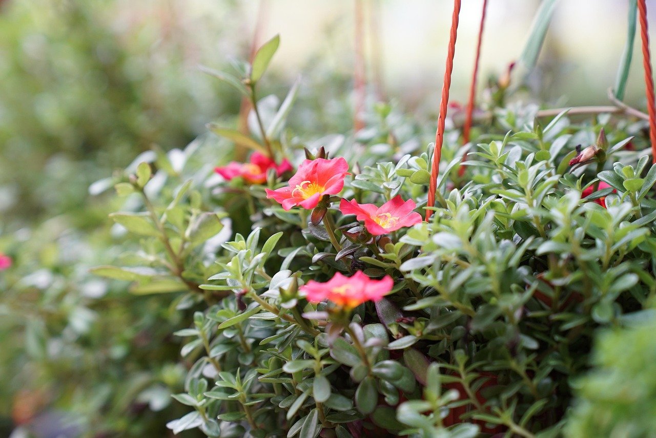 1000+ Varieties | Nationwide Delivery 🚚