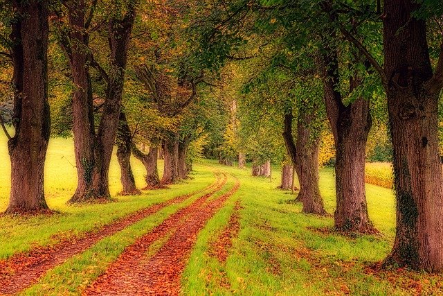 tree-lined-path-3163913_640