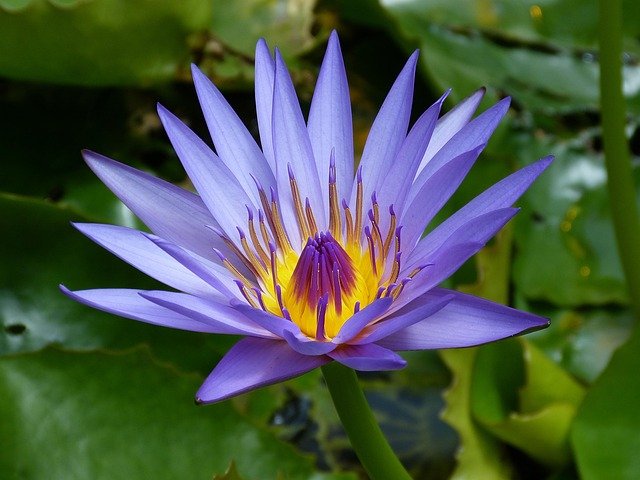 water-lily-537233_640